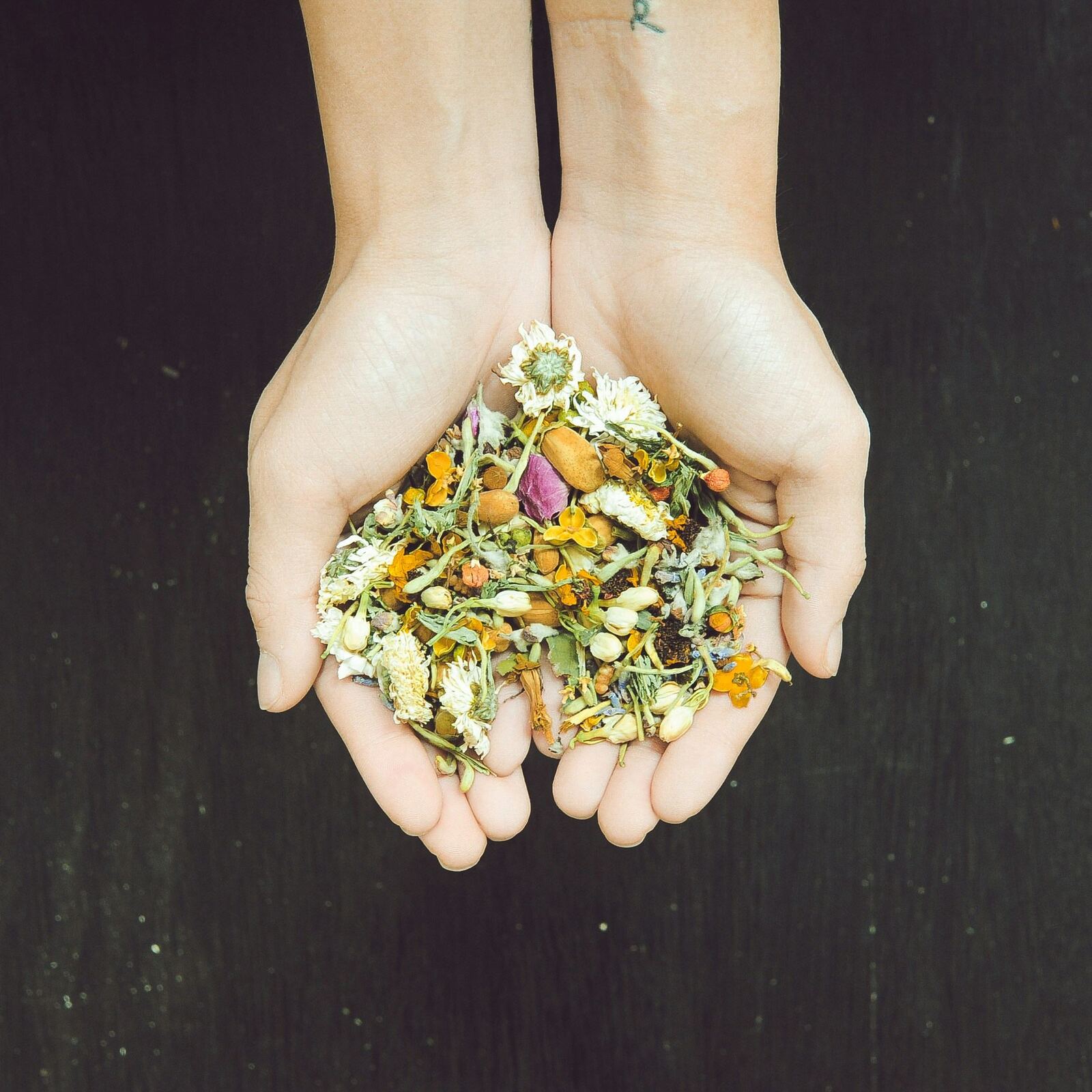 Hands holding herbs
